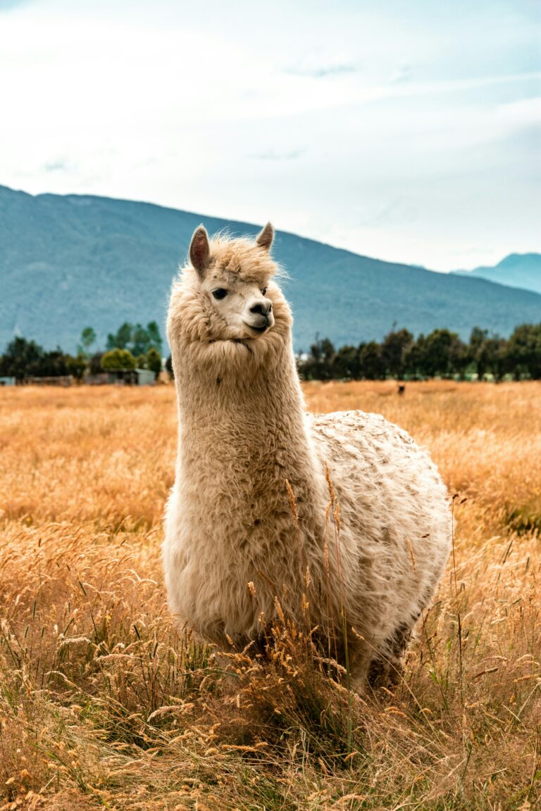 Les quatre camélidés andins : alpaga, lama, vigogne et guanaco dans les Andes péruviennes