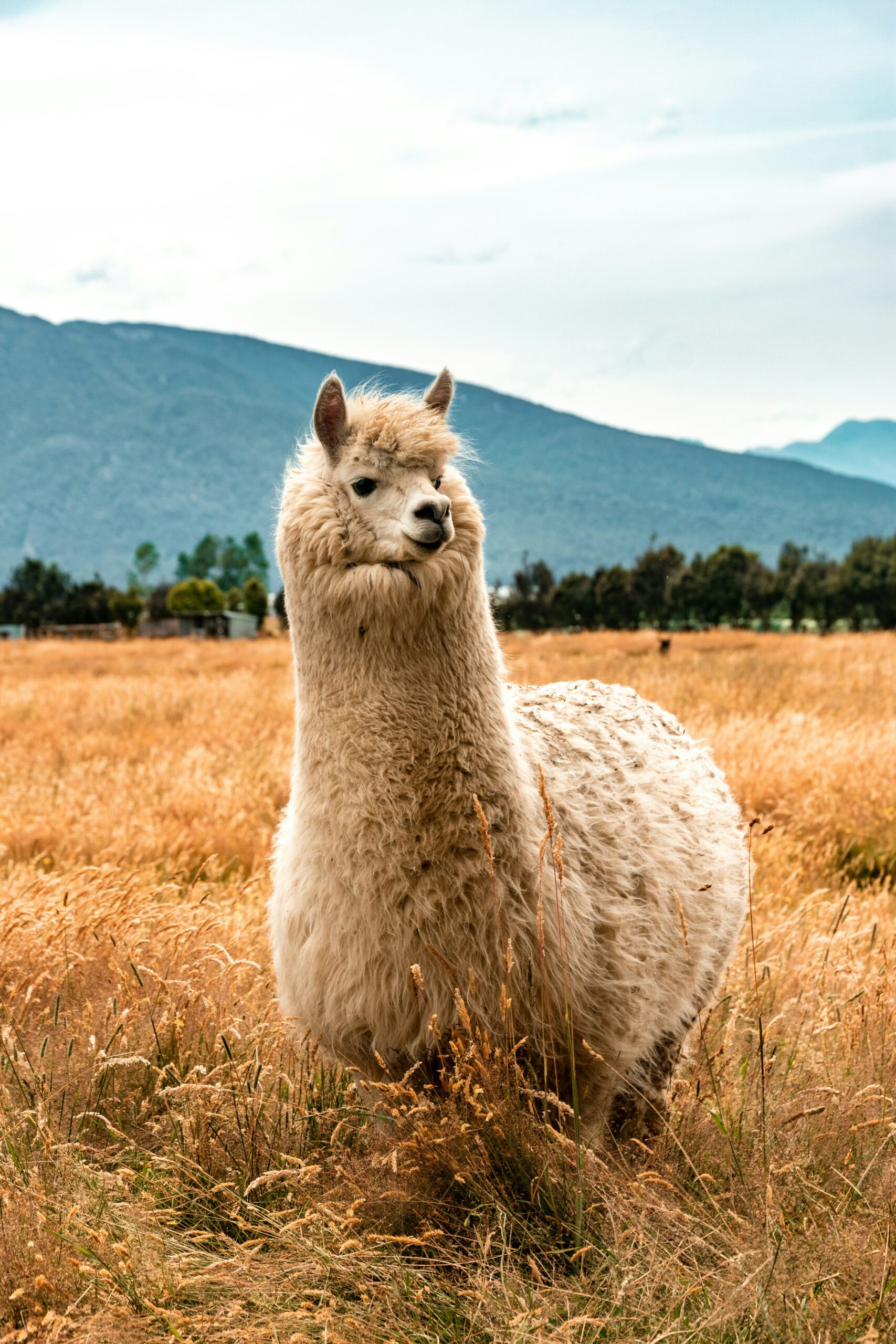 Les quatre camélidés andins : alpaga, lama, vigogne et guanaco dans les Andes péruviennes