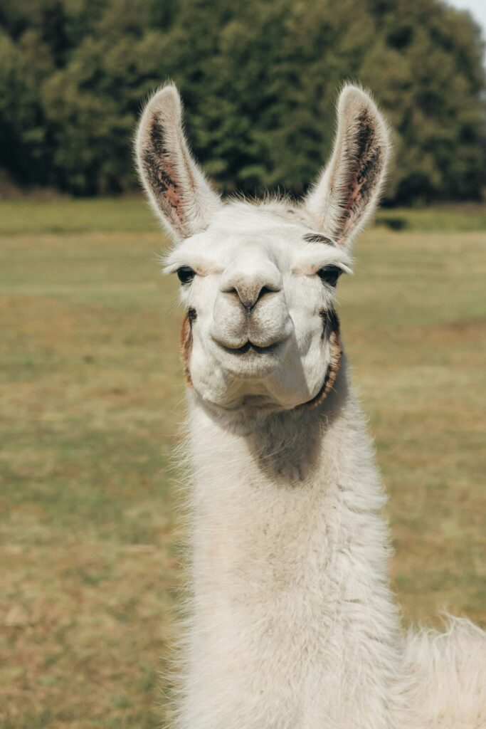Lama avec des marchandises sur un sentier andin