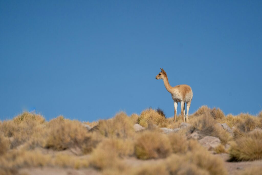 Vigogne sauvage sur l'altiplano andin