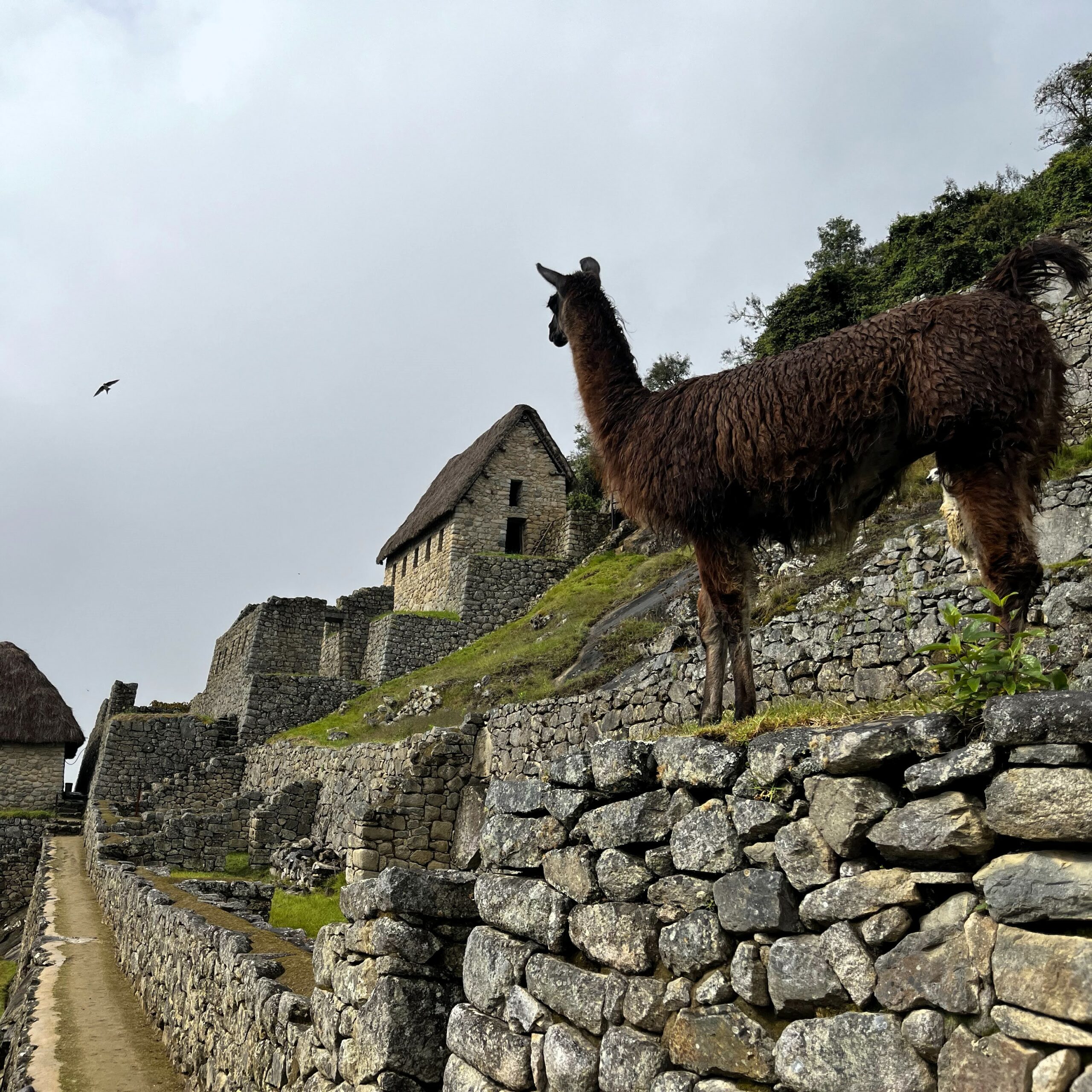 Tous droits réservés - 2022 - Les gardiens du Machu Picchu